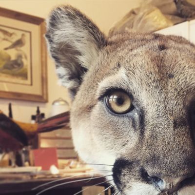 Prey Taxidermy by null