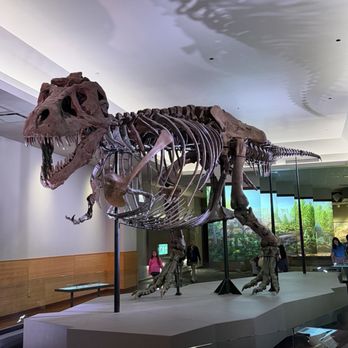 Field Museum - Museums Near Me - Chicago, Illinois Field Museum - Museums Near Me - Chicago, Illinois