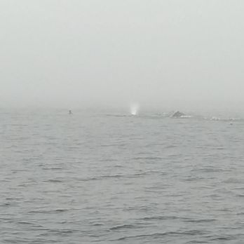 J & M Sportfishing - Fishing Near Me - Monterey, California J & M Sportfishing - Fishing Near Me - Monterey, California