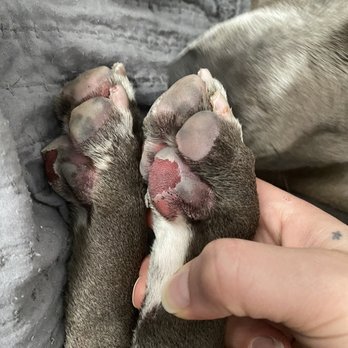 Muddy Paws - Burned paw pads - Pet Stores Near Me - Norfolk, Virginia Muddy Paws - Burned paw pads - Pet Stores Near Me - Norfolk, Virginia