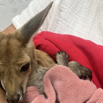 THE KANGAROO RANCH - Updated October 2025 - 4910 Iris St, Wheat Ridge ...