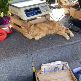 Of course the cat