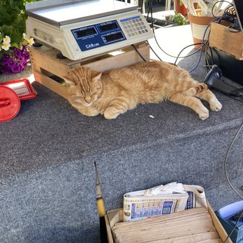 Cherry Hill Orchards Outlet - Of course the cat - Fruits & Veggies Near Me - Lancaster, Pennsylvania