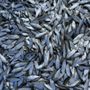 Photo of P & P Rigged Bait Wholesale Distributors