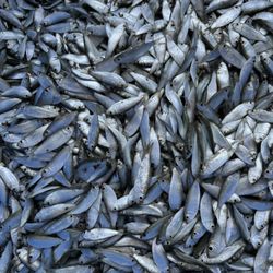 P & P Rigged Bait Wholesale Distributors