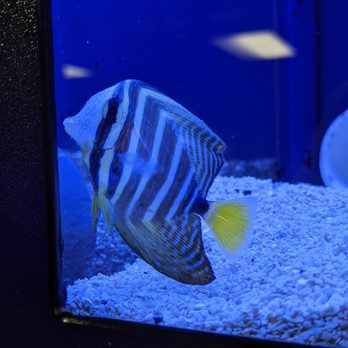 Lighthouse Aquatics - Aquarium Services Near Me - Indio, California