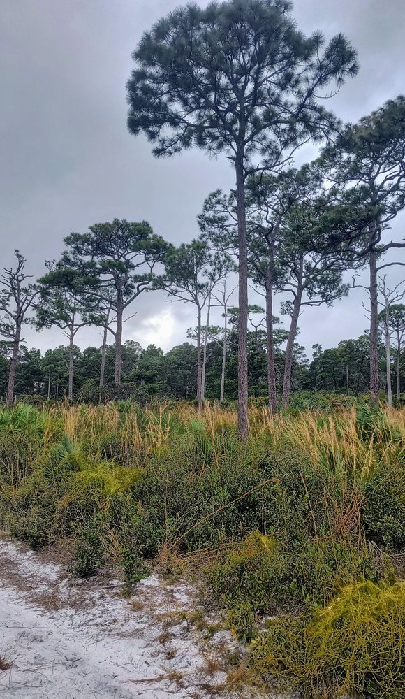Seacrest Scrub Natural Area Image