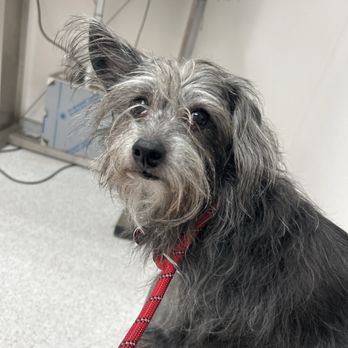 Point Loma Veterinary Clinic - Calm doggy - Veterinarians Near Me - San Diego, California Point Loma Veterinary Clinic - Calm doggy - Veterinarians Near Me - San Diego, California