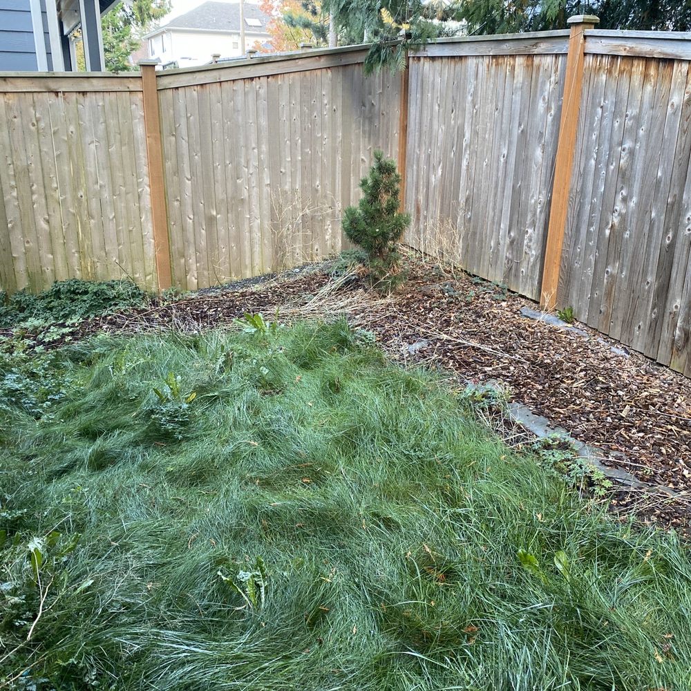 Before - weeds and unkempt lawn