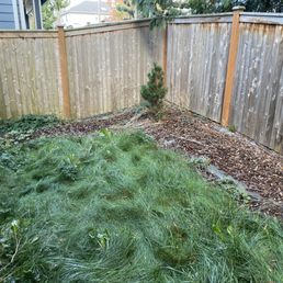 Before - weeds and unkempt lawn Before - weeds and unkempt lawn