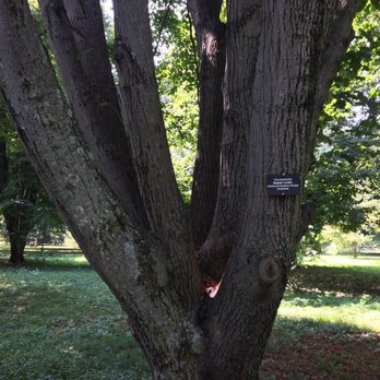Arnold Arboretum - Parks Near Me - Boston, Massachusetts Arnold Arboretum - Parks Near Me - Boston, Massachusetts