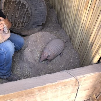 Camel Safari - Armadillos - Zoos Near Me - Bunkerville, Nevada