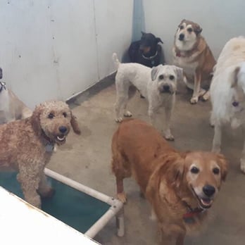 Paws in Paradise - Small area, lots of dogs - Pet Training Near Me - Leduc, Alberta Paws in Paradise - Small area, lots of dogs - Pet Training Near Me - Leduc, Alberta