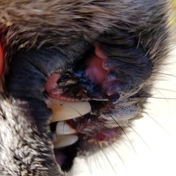 After Hours Veterinary Emergency Clinic - This is what I found AFTER the VET visit - the lower lip caught in the lower canine - Veterinarians Near Me - Fairbanks, Alaska After Hours Veterinary Emergency Clinic - This is what I found AFTER the VET visit - the lower lip caught in the lower canine - Veterinarians Near Me - Fairbanks, Alaska