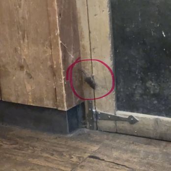 Franco Manca - Mouse on the wall. More mice came out after this and we're running under the tables of guests. - Pizza Near Me - Oxford, OXF