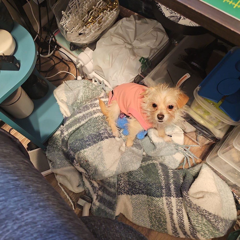 K9 Paw Print Rescue - Becoming my sewing partner - Animal Shelters Near Me