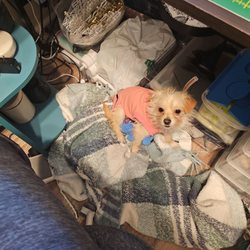 K9 Paw Print Rescue - Becoming my sewing partner