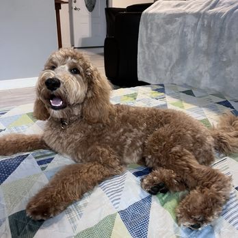 Royalty Groomers - After - Pet Groomers Near Me - Waipahu, Hawaii