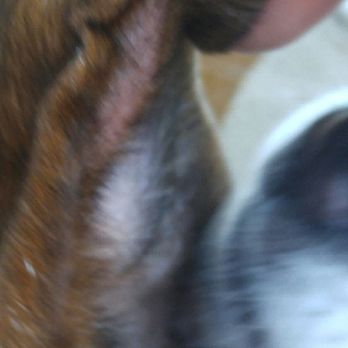 Katy Pet Wellness Solutions - Veterinarians Near Me - Katy, Texas