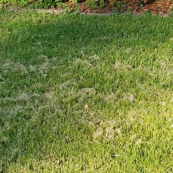 Lawn Love Lawn Care - This company is HORRIBLE!!! THIS IS HOW THEY LEFT MY LAWN !!! - Landscaping Near Me - Buffalo, New York Lawn Love Lawn Care - This company is HORRIBLE!!! THIS IS HOW THEY LEFT MY LAWN !!! - Landscaping Near Me - Buffalo, New York
