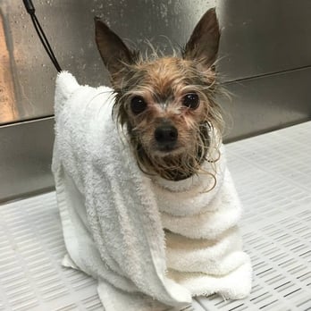 Dapper Doggies Depot - Bath Time! - Pet Groomers Near Me - Birmingham, Alabama Dapper Doggies Depot - Bath Time! - Pet Groomers Near Me - Birmingham, Alabama