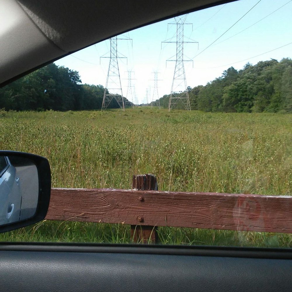 Cedarville State Forest - Grassy area - Parks Near Me - Brandywine, Maryland