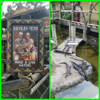 Congo River Golf - Alligators!!!! - Mini Golf Near Me - Clearwater, Florida