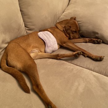 Saving Grace Animals For Adoption - 104.5 fever. Ice packs to cool her down - Community Service/Non-Profit Near Me - Wake Forest, North Carolina Saving Grace Animals For Adoption - 104.5 fever. Ice packs to cool her down - Community Service/Non-Profit Near Me - Wake Forest, North Carolina