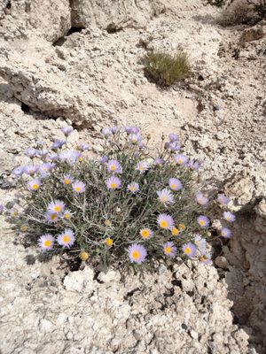 Tule Springs Fossil Beds National Monument by null
