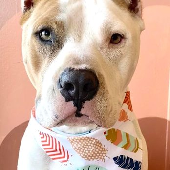 Grooming Zoomies - Pet Groomers Near Me - Glendale Heights, Illinois Grooming Zoomies - Pet Groomers Near Me - Glendale Heights, Illinois