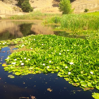 Nicholson Ranch Winery - Lake outside with pond lilies - Wineries Near Me - Sonoma, California Nicholson Ranch Winery - Lake outside with pond lilies - Wineries Near Me - Sonoma, California
