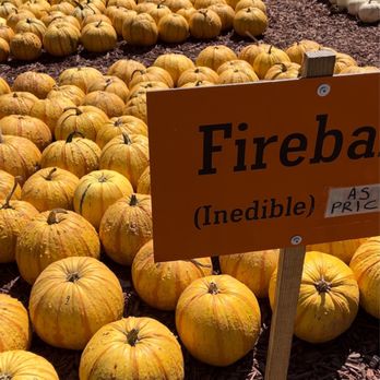 Burt's Pumpkin Farm - Fruits & Veggies Near Me - Dawsonville, Georgia Burt's Pumpkin Farm - Fruits & Veggies Near Me - Dawsonville, Georgia