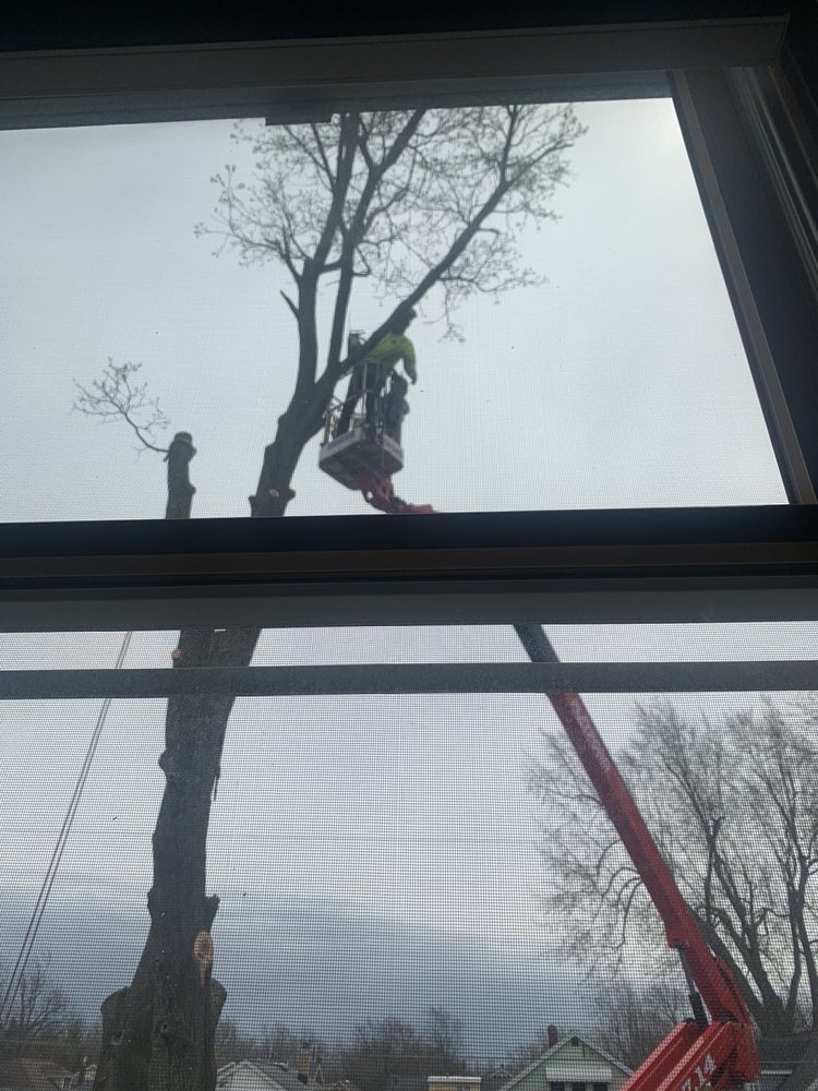 Woodchuck Tree Service - tree service in Grand Island, NY