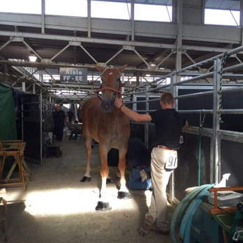 Iowa State Fair - Horses getting ready for show - Festivals Near Me - Des Moines, Iowa Iowa State Fair - Horses getting ready for show - Festivals Near Me - Des Moines, Iowa