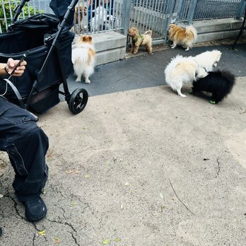 Pier 46 - Puppy play dates - Parks Near Me - New York, New York