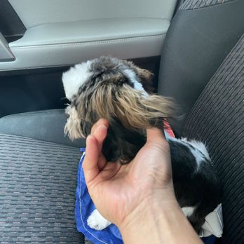 Petbar - Bad haircut - Pet Groomers Near Me - Houston, Texas