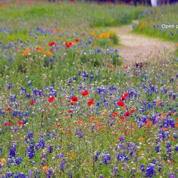 Wildseed Farms - 2008 Visitors could wander path in the first field - Nurseries & Gardening Near Me - Fredericksburg, Texas
