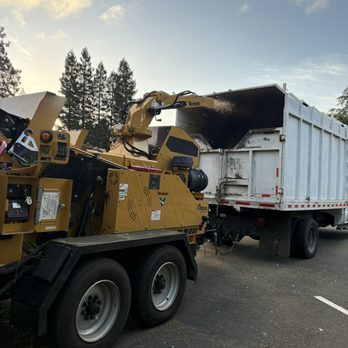M&D Tree Service - Heavy equipment for any tree needs - Tree Services Near Me - Orinda, California M&D Tree Service - Heavy equipment for any tree needs - Tree Services Near Me - Orinda, California