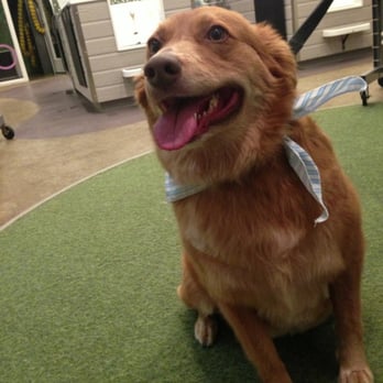 Bubbly Paws Dog Wash - Red after her full grooming!! - Pet Groomers Near Me - Minneapolis, Minnesota