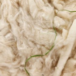 Avocado Green Mattress - Found inside the pillow they sent me, and they claimed this is "normal".