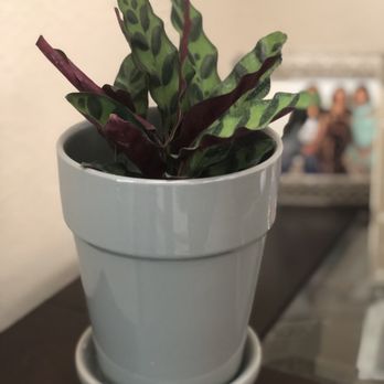 Plants & Planters - Calathea lancifolia (planter and saucer purchased from a home improvement store) - Nurseries & Gardening Near Me - Richardson, Texas