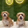 LA Pet Home
