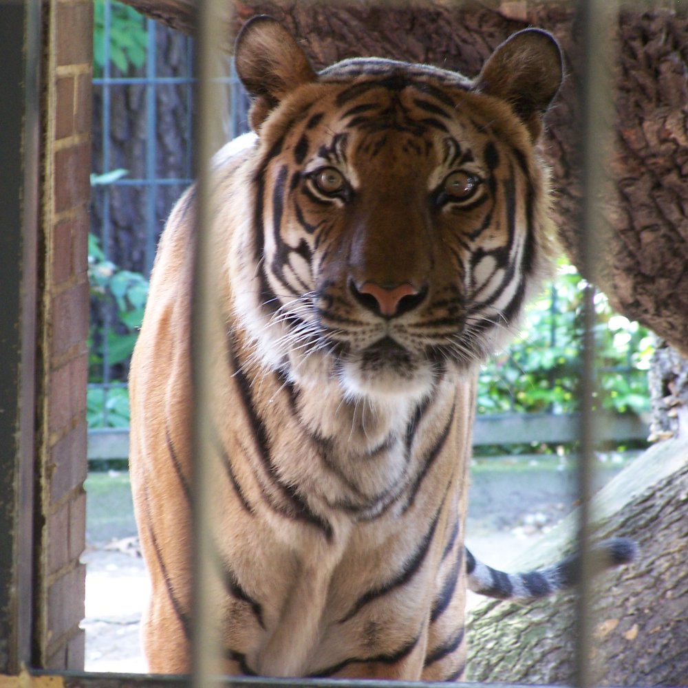 ZOO BERLIN - Tiger at Zooligischer Garten- Berlin - Zoos Near Me - Berlin, BE ZOO BERLIN - Tiger at Zooligischer Garten- Berlin - Zoos Near Me - Berlin, BE