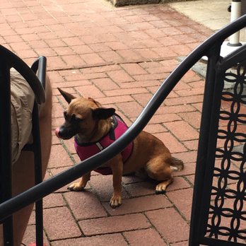 D'Ascenzo's Gelato - Litty puppy enjoying gelato - Gelato Near Me - West Chester, Pennsylvania D'Ascenzo's Gelato - Litty puppy enjoying gelato - Gelato Near Me - West Chester, Pennsylvania