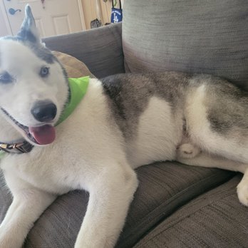 Dash Pet Pawlor - Soft, fluffy, de-shedded, and smelling great! - Pet Groomers Near Me - Whittier, California Dash Pet Pawlor - Soft, fluffy, de-shedded, and smelling great! - Pet Groomers Near Me - Whittier, California