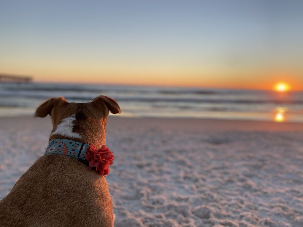 Dog Beach at Pier Park Panama City Beach
