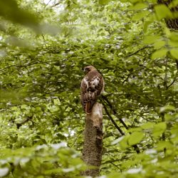 Tyler State Park - Red-tailed hawk
