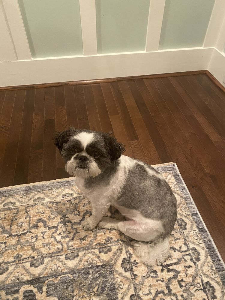 SALTY DOG GROOMING PAWLOR Updated August 2024 2401 Seaboard Rd, Virginia Beach, Virginia