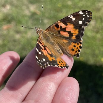 Cloverlawn Butterflies - Party Supplies Near Me - Orlando, Florida Cloverlawn Butterflies - Party Supplies Near Me - Orlando, Florida