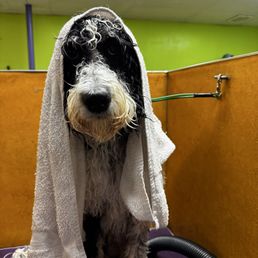 Bailey loving her spa day! Bailey loving her spa day!